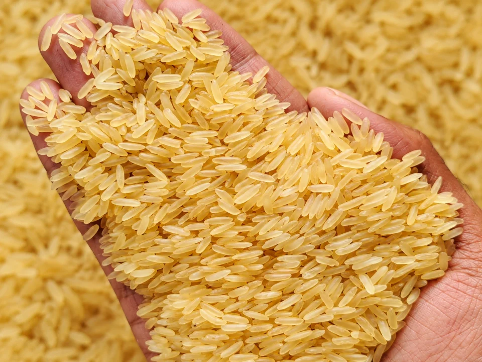 Rice grain sample 6 from our collection