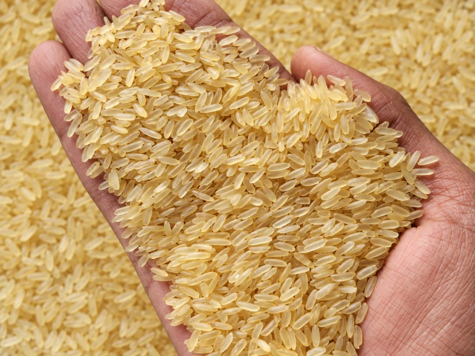 Rice grain sample 7 from our collection