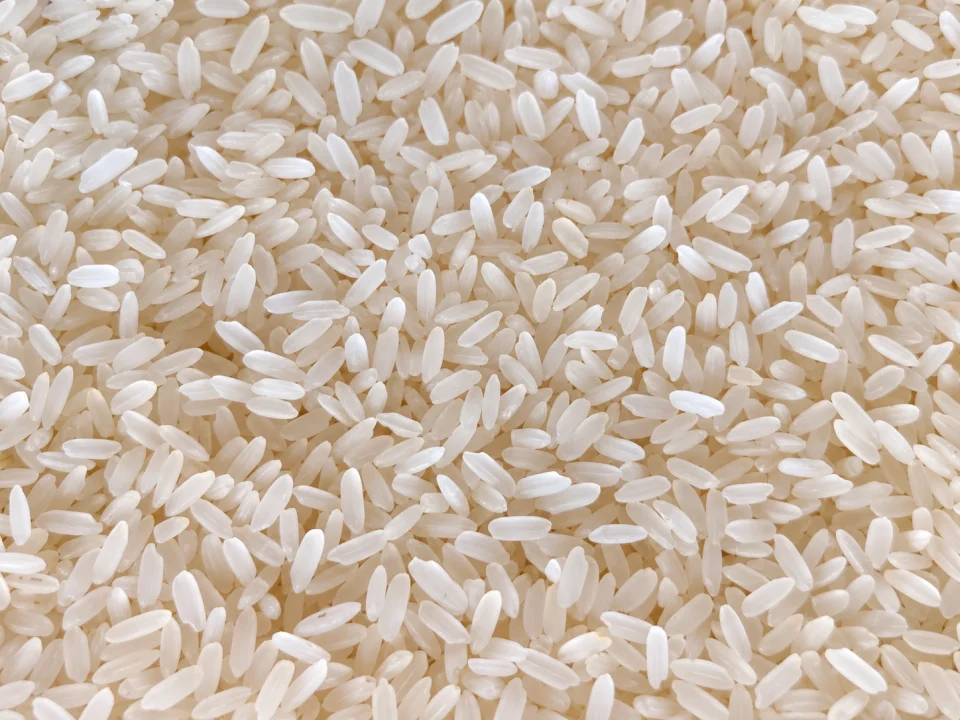 Rice grain sample 8 from our collection