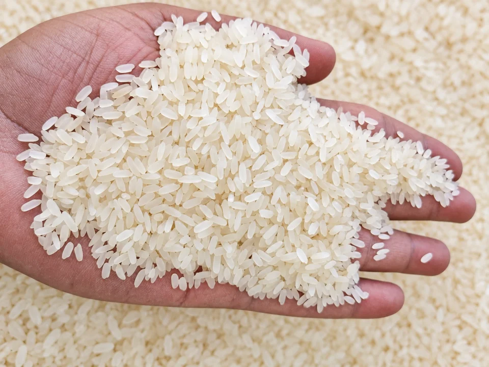 Rice grain sample 9 from our collection