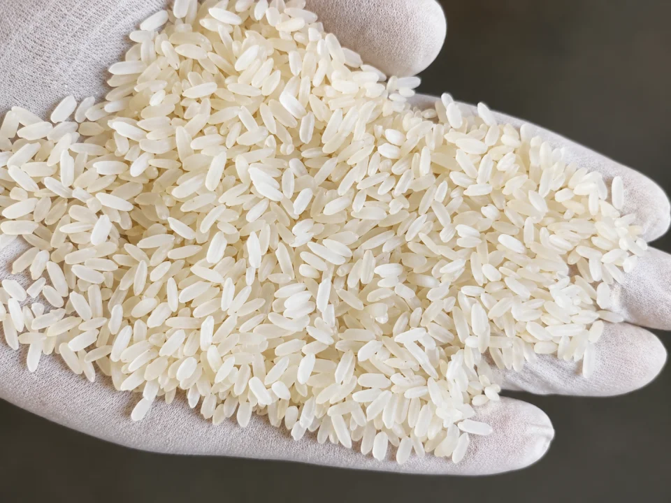 Rice grain sample 12 from our collection
