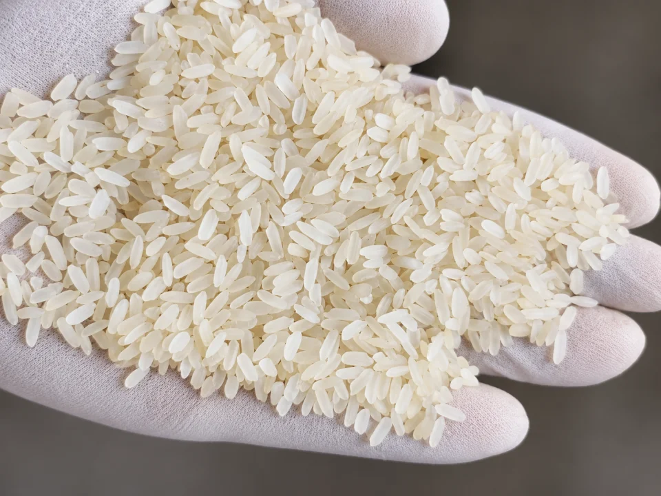 Rice grain sample 13 from our collection