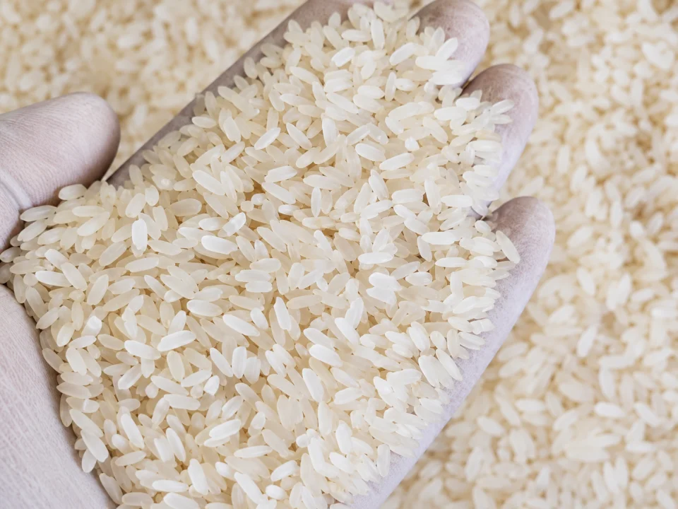 Rice grain sample 14 from our collection