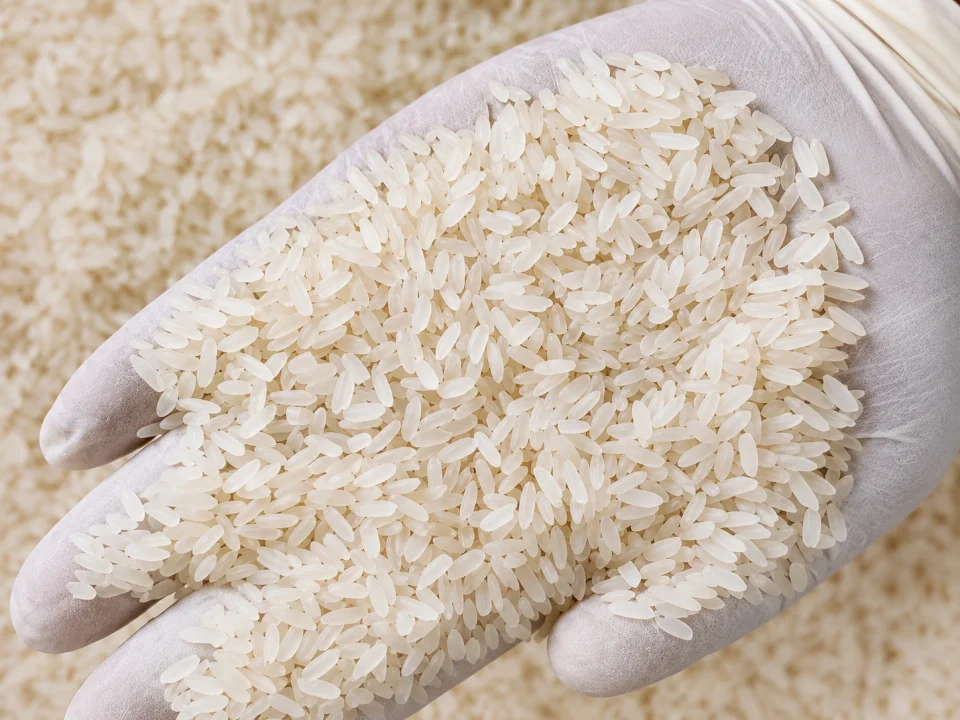 Rice grain sample 15 from our collection