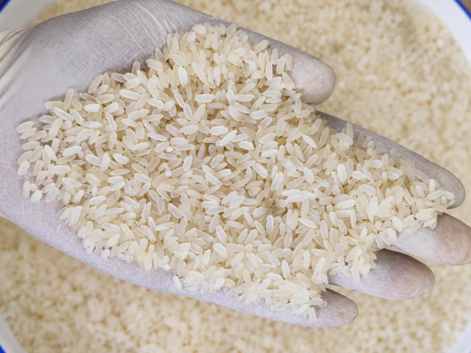 Rice grain sample 17 from our collection