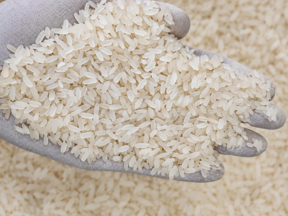 Rice grain sample 18 from our collection