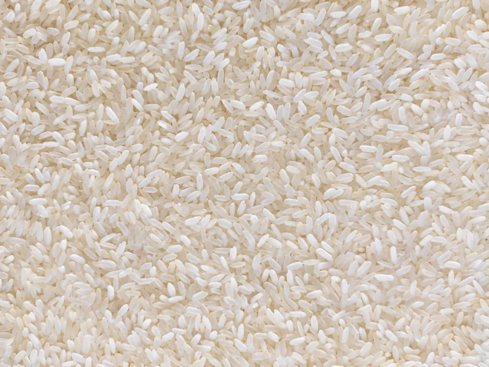 Rice grain sample 24 from our collection