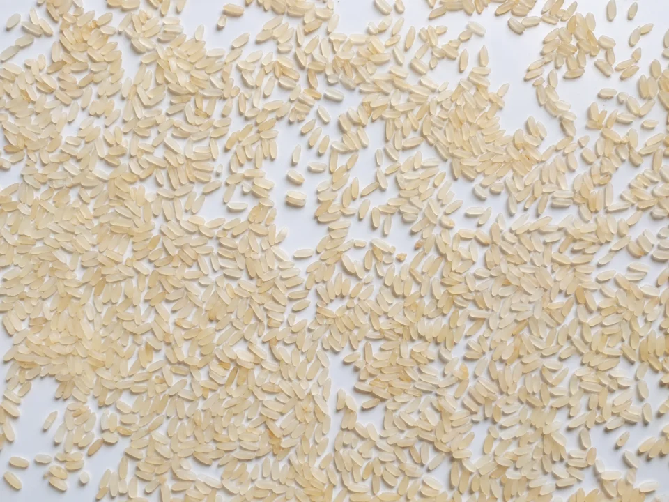 Rice grain sample 28 from our collection