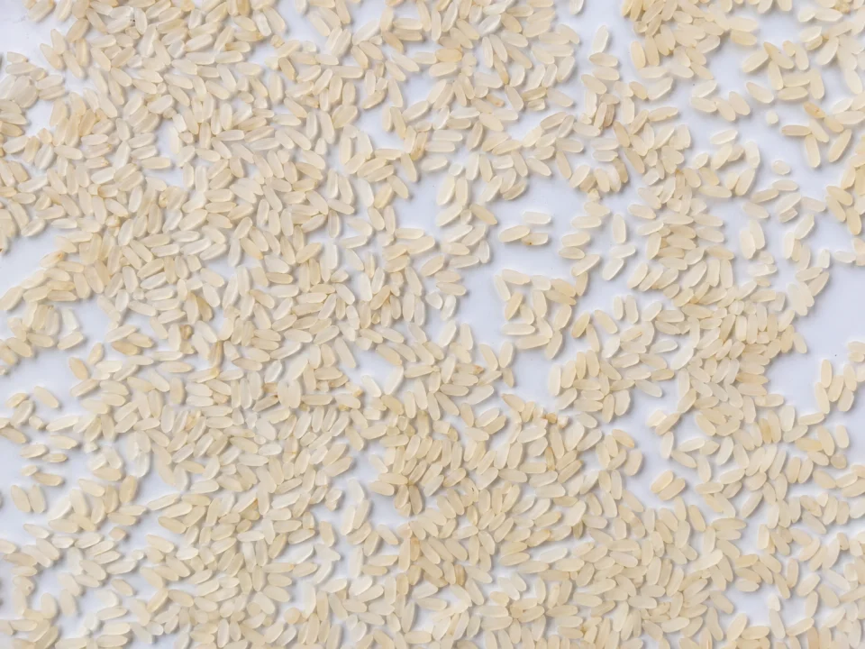 Rice grain sample 30 from our collection