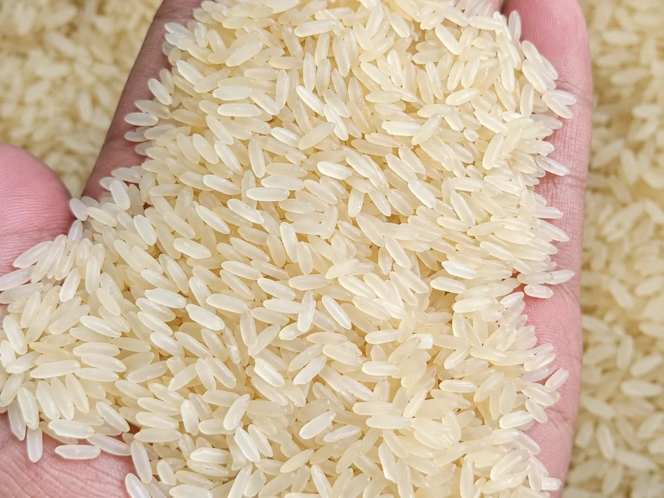 Rice grain sample 35 from our collection