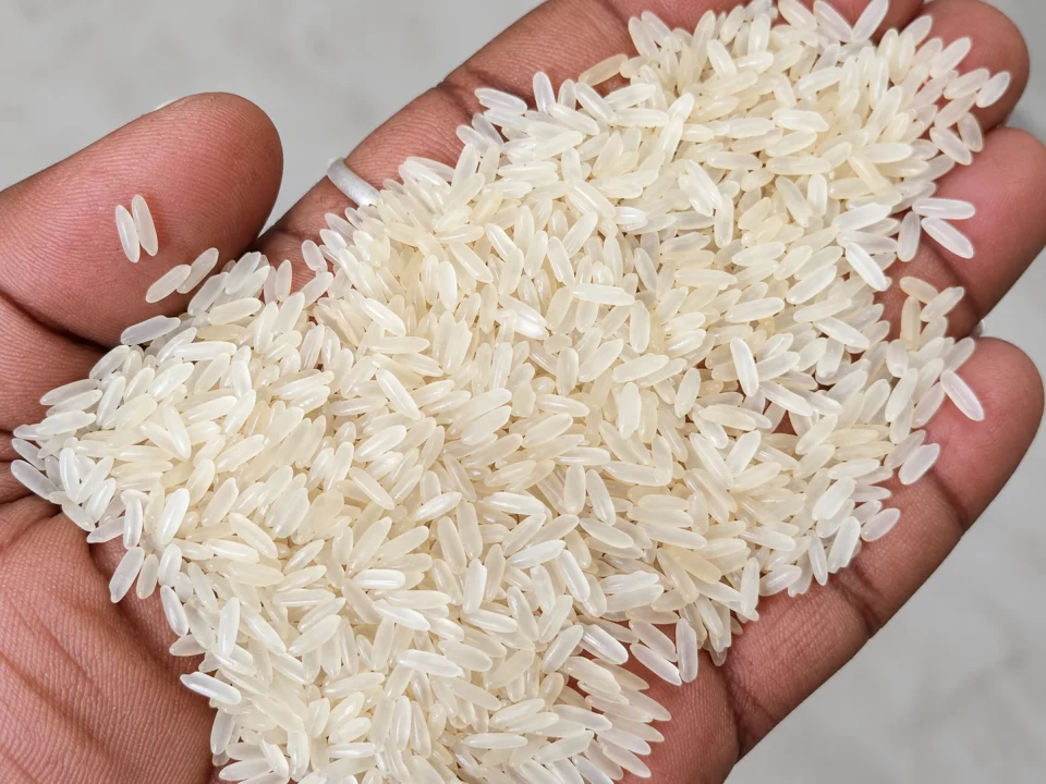 Rice grain sample 36 from our collection