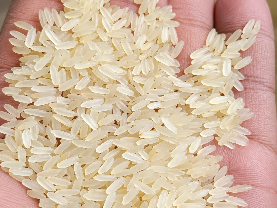 Rice grain sample 37 from our collection