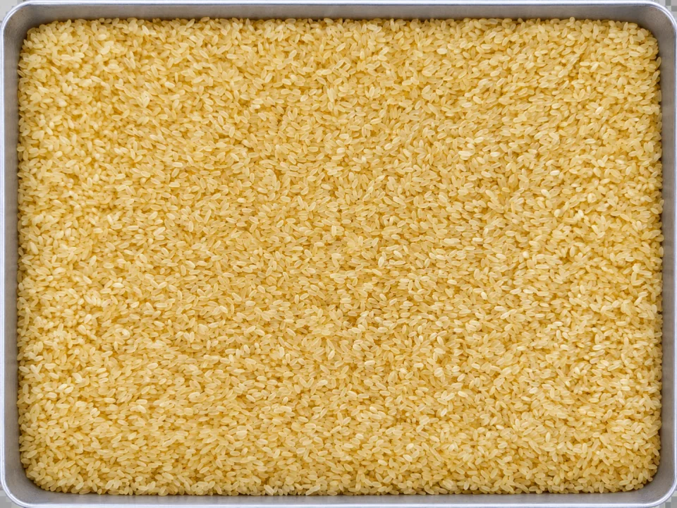 Rice grain sample 38 from our collection